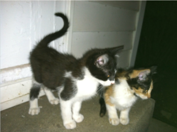 boturitter's tweet image. 15:26 Surprise Cat
&quot;When you finally convince your friend to let you try their new catnip. #CatnipAddict #CatLife #FelineFriends&quot;