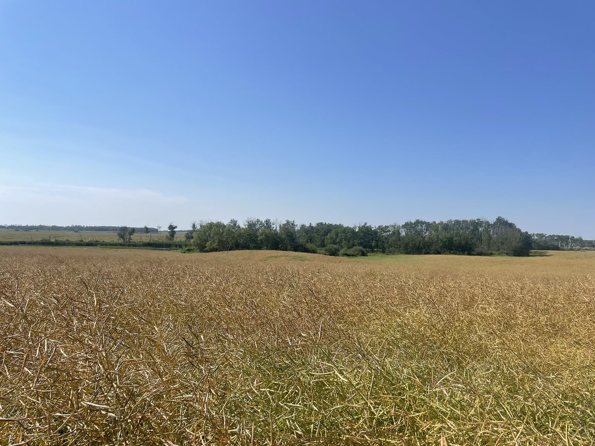 Canola staging with the next generation. <a href="/BASFAgSolutions/">BASF Agricultural Solutions Canada</a> <a href="/BrettYoungSeeds/">BrettYoung</a> #wcdnag #harvest24