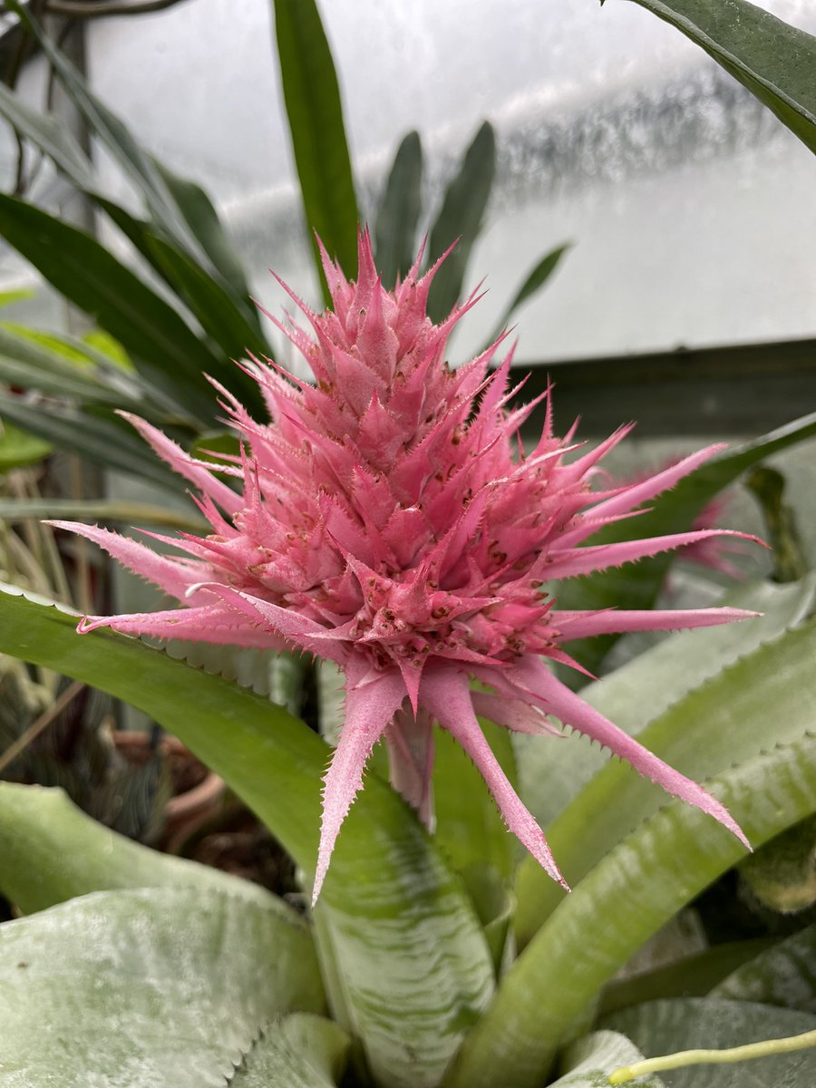 Wonderful Oxford Botanic Garden! 💚<a href="/OBGHA/">University of Oxford Botanic Garden and Arboretum</a>.