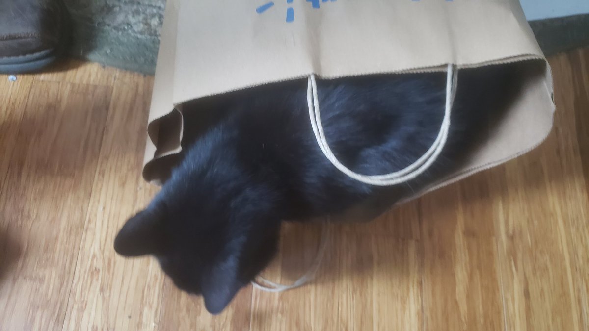 dekebridges's tweet photo. Hmm... cat in a bag.
I don't remember purchasing that.
๐ ๐คฃ
#Caturday #MiloCat #CatsOfX https://t.co/H6vqE0XsLN