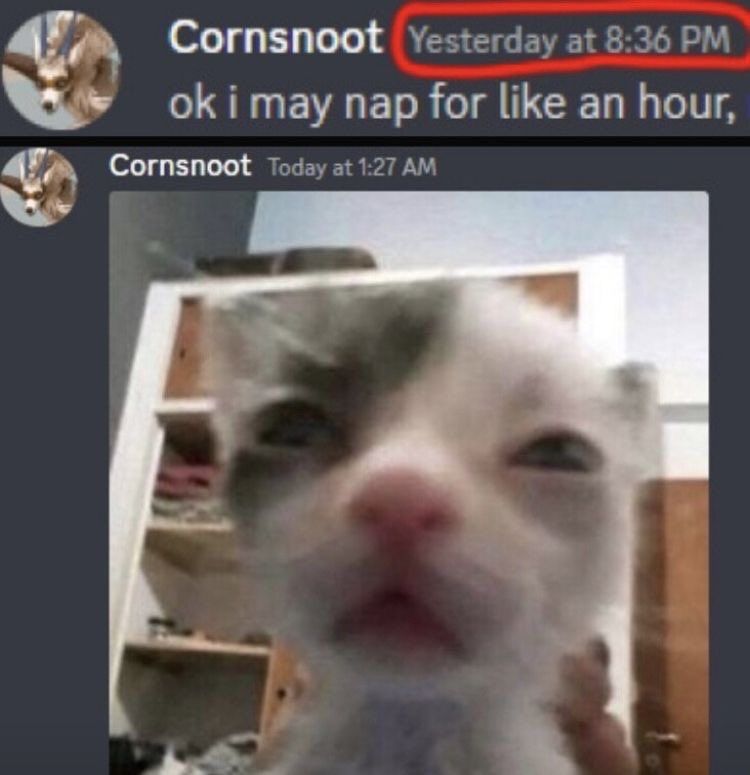 PostsOfCats's tweet image. 