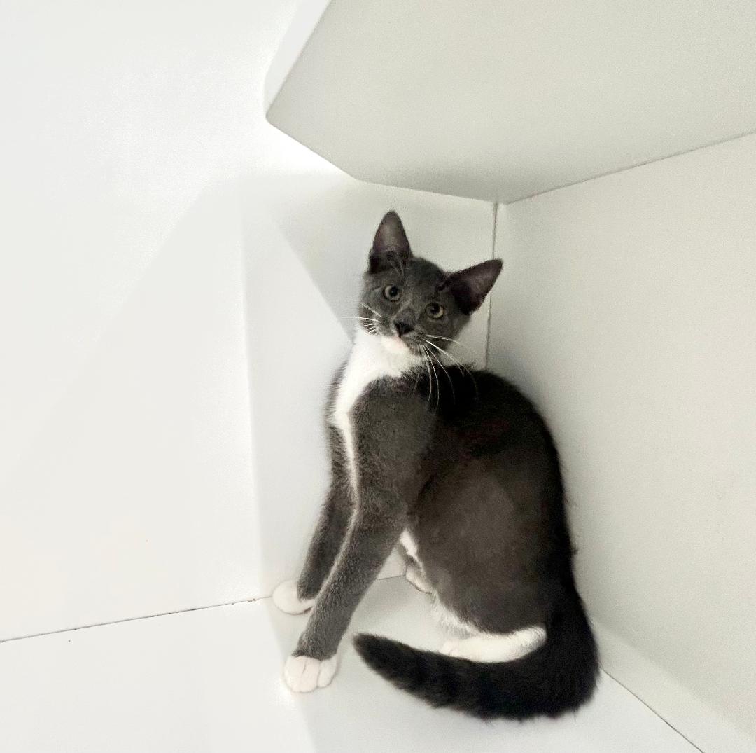Jackson, NJ

Meet Daria (Female- Gray) and Petey (Brown Tabby- Male)! These two affectionate kittens are full of sweetness and love. They’re searching for a warm and loving home where they can share their endless cuddles and joy. Come meet them and see if they’re the perfect