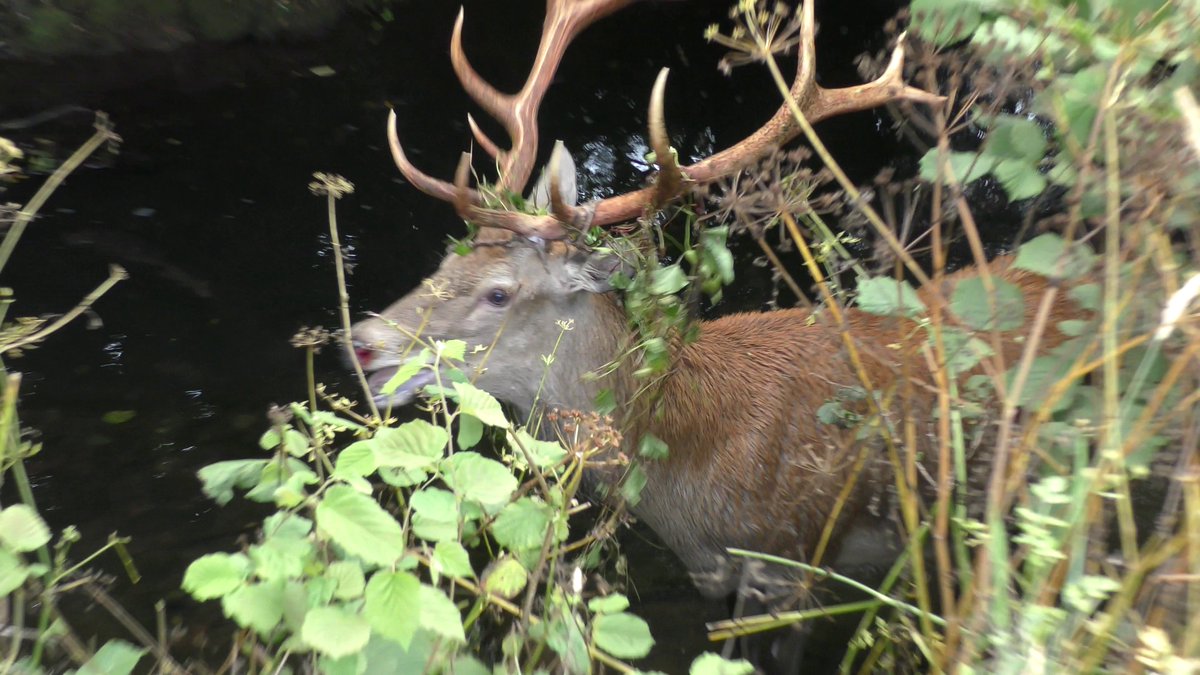 mendiphuntsabs's tweet image. 24.08.24
Devon &amp;amp; Somerset Staghounds
With @NDHuntSabs 
This stag was hunted for possibly 3 hours today before heading to the River Yeo where it suffered a prolonged chase in the water. We tried to intervene but could not prevent it being shot. A full report is being prepared.
