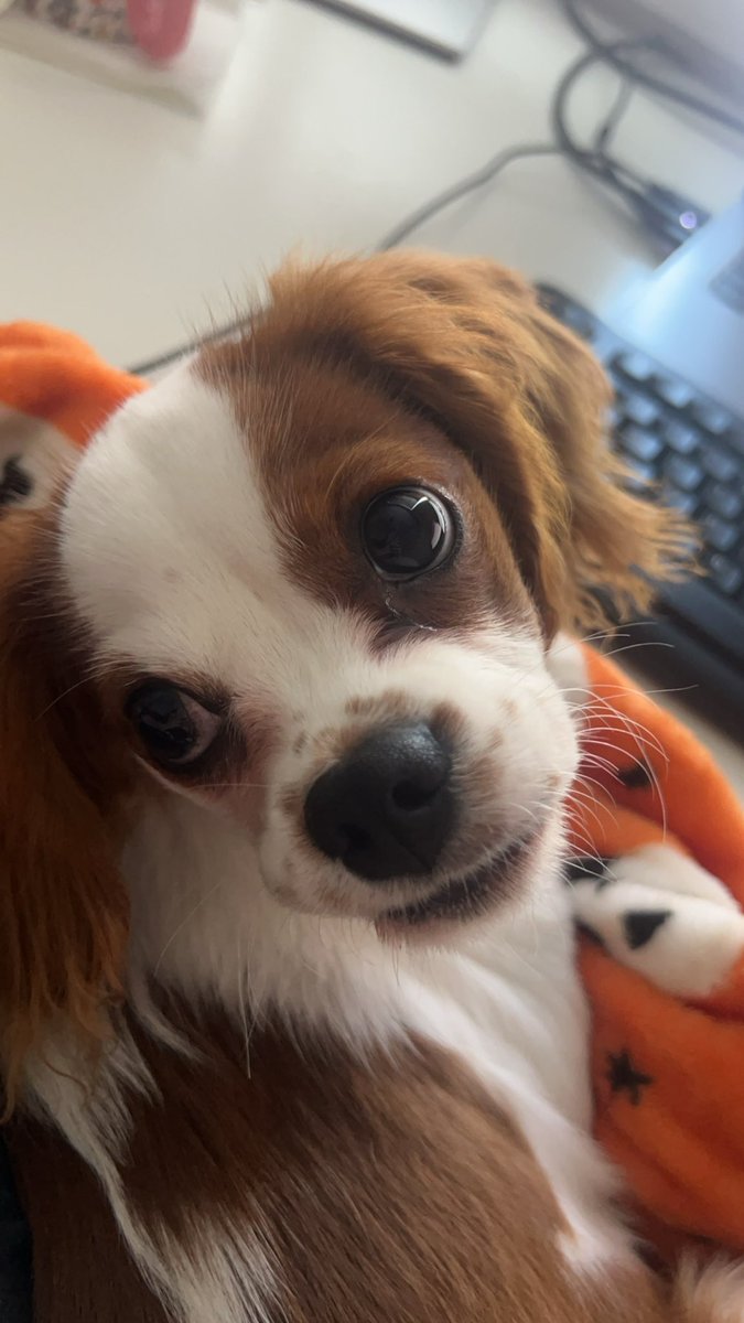 emilyspen's tweet photo. Join me and my puppy on stream at 1pm mountain time! #stream #twitchstreaming #Overwatch2 https://t.co/JeGgXUELVJ https://t.co/7l5WzDe4yj