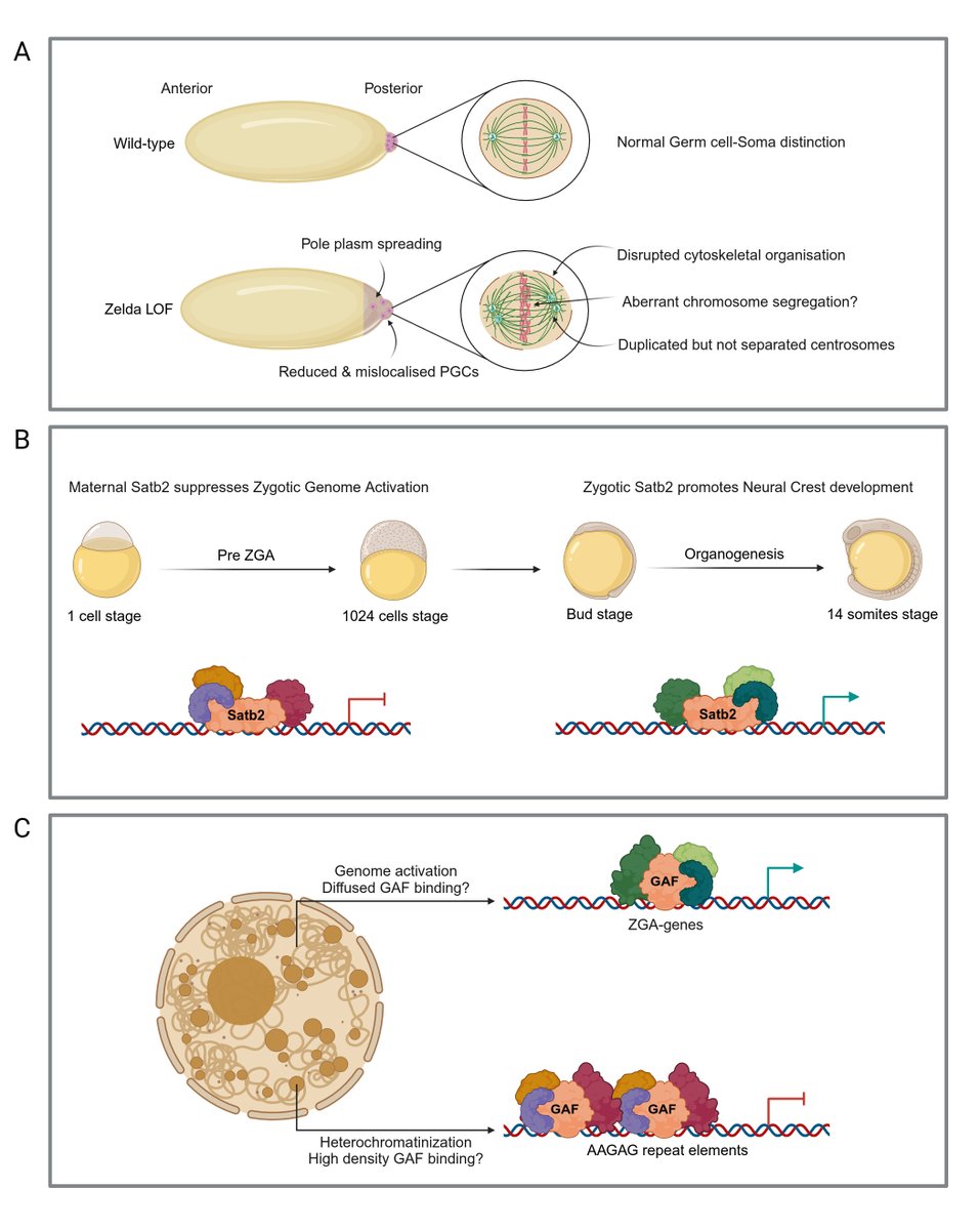 Across the evolutionary scale, such unique checks and balances ensure the homeostasis underlying the conserved outcome consisting of exquisite form and robust function.
doi.org/10.1016/j.celr…