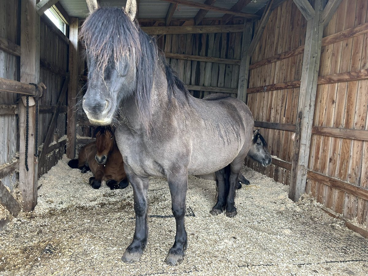 ✨ Donna Hall ✨ tweet media