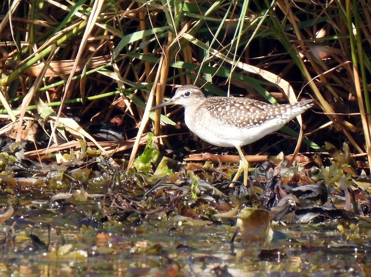 KGbirder (@kgbirder) on Twitter photo Juv Wood Sandpiper at Scoughall this morning. Also 2 Sooty Shearwaters N prior to 9am (& 2 Ruff, 2 Yellow Wagtails, juv Marsh Harrier). Two Mandarins still Seafield Pond this afternoon (have been present a week). <a href="/birdinglothian/">Birding Lothian</a> Juv Wood Sandpiper at Scoughall this morning. Also 2 Sooty Shearwaters N prior to 9am (& 2 Ruff, 2 Yellow Wagtails, juv Marsh Harrier). Two Mandarins still Seafield Pond this afternoon (have been present a week). <a href="/birdinglothian/">Birding Lothian</a>