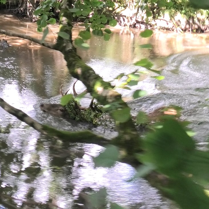 HE SWAM FOR HIS LIFE TODAY AND THEY KILLED HIM. Devon and Somerset Staghounds stag hunting as if there was no ban at all. Stag brought to bay in the River Yeo after being chased for hours. <a href="/UKLabour/">The Labour Party</a> DO SOMETHING. With <a href="/mendiphuntsabs/">Mendip Hunt Sabs</a>