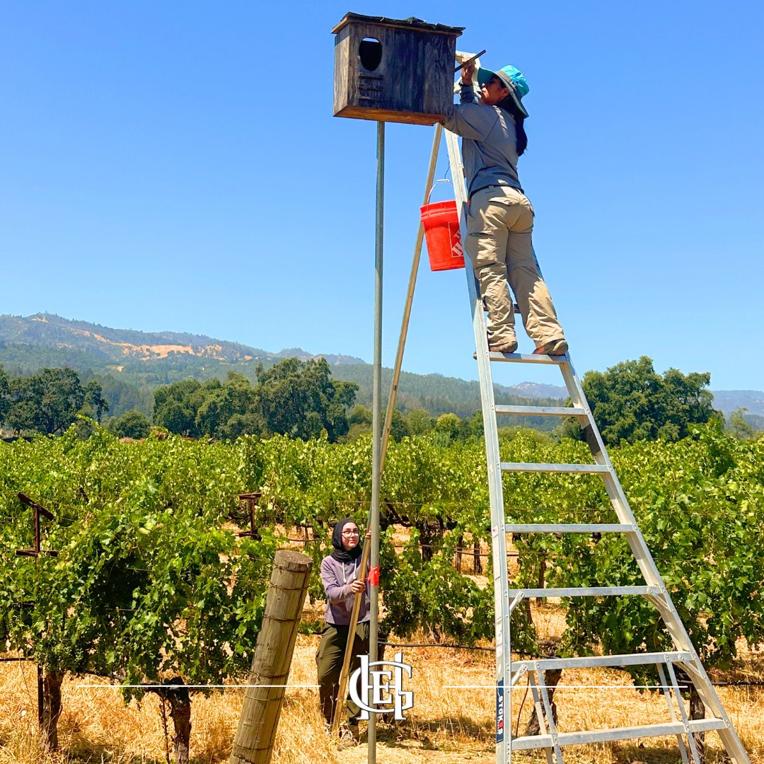 The end of barn owl breeding season means that it's time for some housekeeping - we appreciate the work of the Cal Poly Humboldt Barn Owl Research team in making sure that next years occupants find a clean, cozy place to call home!