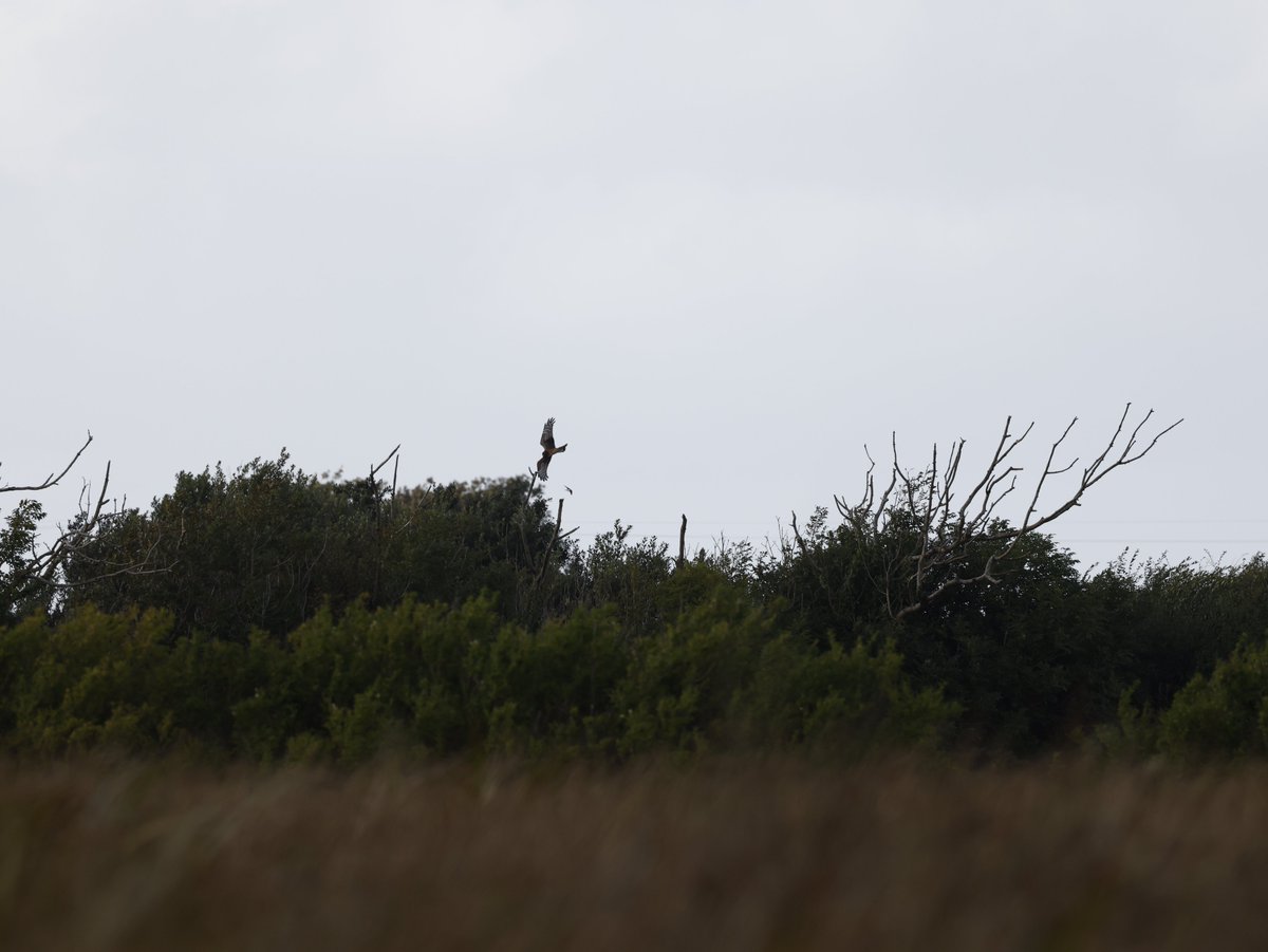LiosUath's tweet photo. On the brink of extinction in Ireland, a joy to see the majestic Hen Harrier here over Lios Úath Land Reserve .
#LiosÚathLandReserve
#LoopHead #Clare #Ireland #Eire
#film #filmireland
#TiredEarth #DeGrowth #6ME
#RestoreNature #JustStopOil https://t.co/iPb88xFTU5