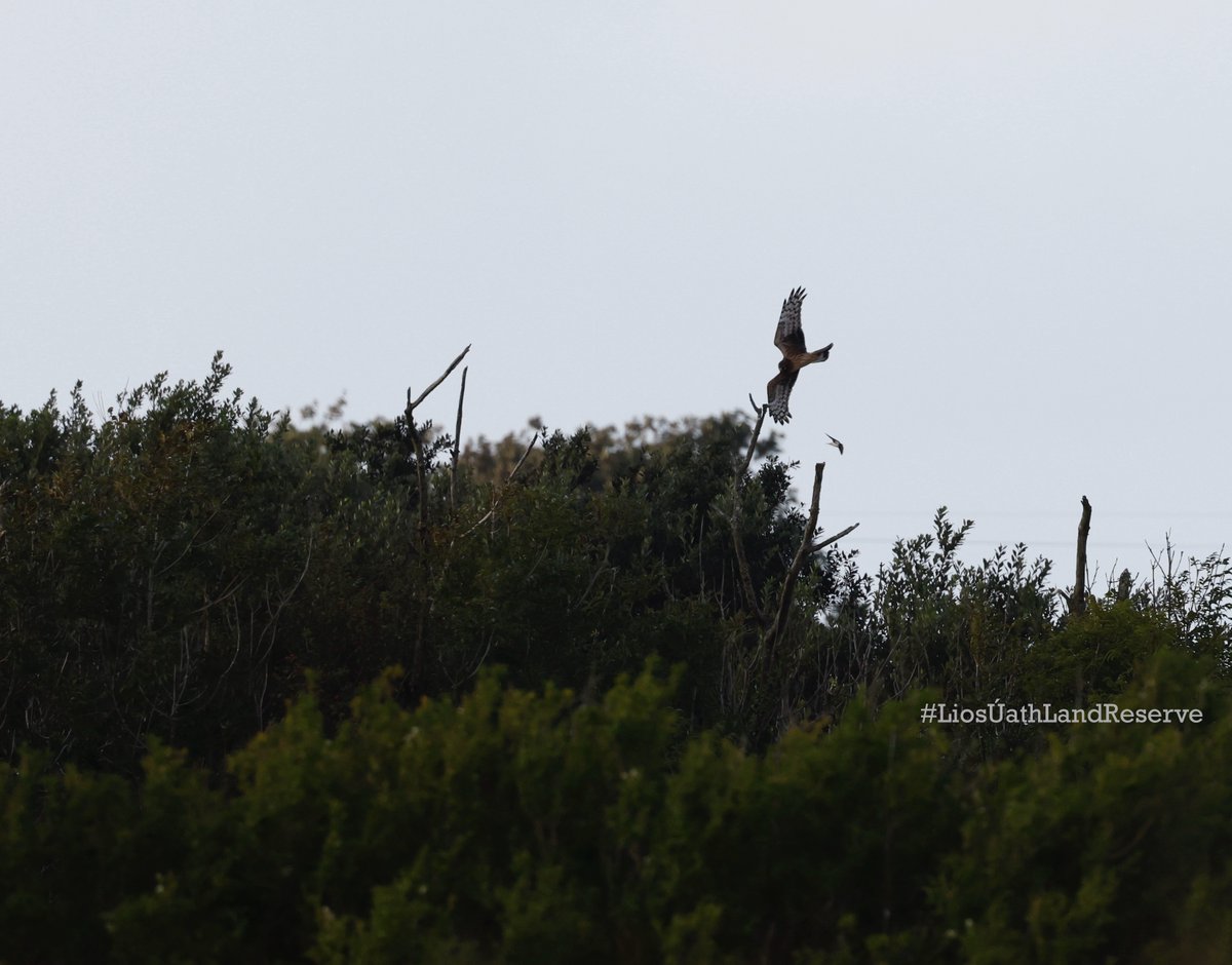 LiosUath's tweet photo. On the brink of extinction in Ireland, a joy to see the majestic Hen Harrier here over Lios Úath Land Reserve .
#LiosÚathLandReserve
#LoopHead #Clare #Ireland #Eire
#film #filmireland
#TiredEarth #DeGrowth #6ME
#RestoreNature #JustStopOil https://t.co/iPb88xFTU5