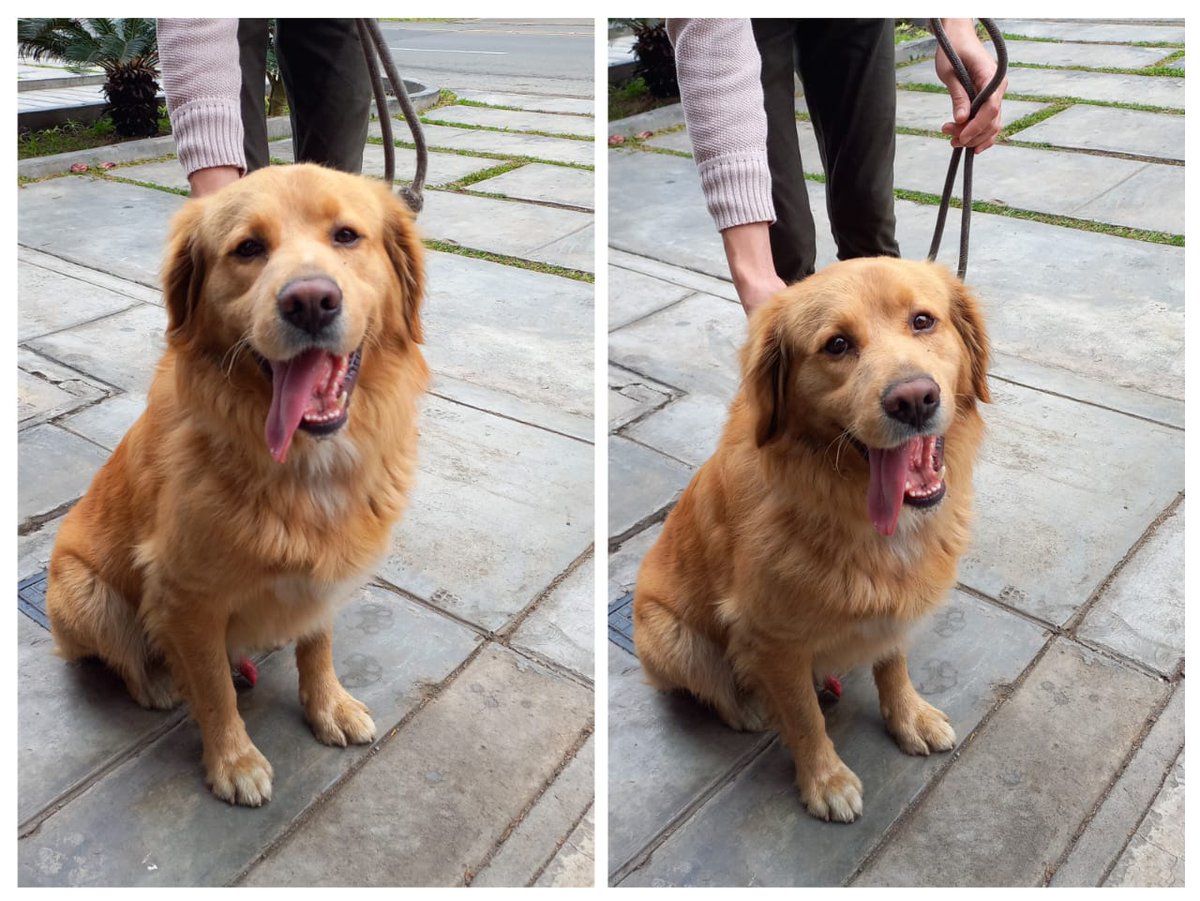 Perrito perdido en Magdalena 
Por coliseo Chamochumbi.