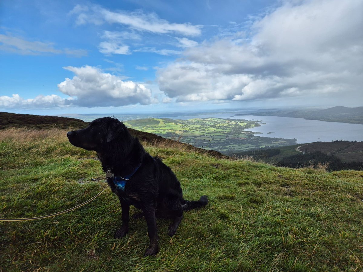DeclanFahey2's tweet photo. Trip today with Tracy Fahey &amp; Mac to Ballycuggaran Forest overlooking Lough Derg &amp; up Moylussa which is the highest point in Co Clare. https://t.co/Kr5ILnMoji
