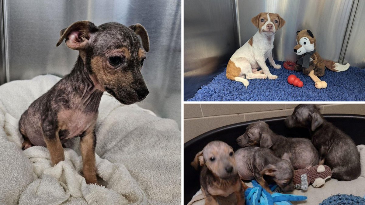 RSPCA_official's tweet image. Six puppies have been found abandoned in the area of Station Road, #Norfolk on different days during the same week. The first puppy was found on 8th August, another two on August 9th, one on 11th and two more on 13th August.

If you have any info, please contact 0300 123 8018 ☎️