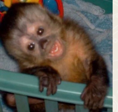 Conheci um menino cujo apelido era Simba. Perguntei o porquê.

Ele: é que meu tio matou meu pai.