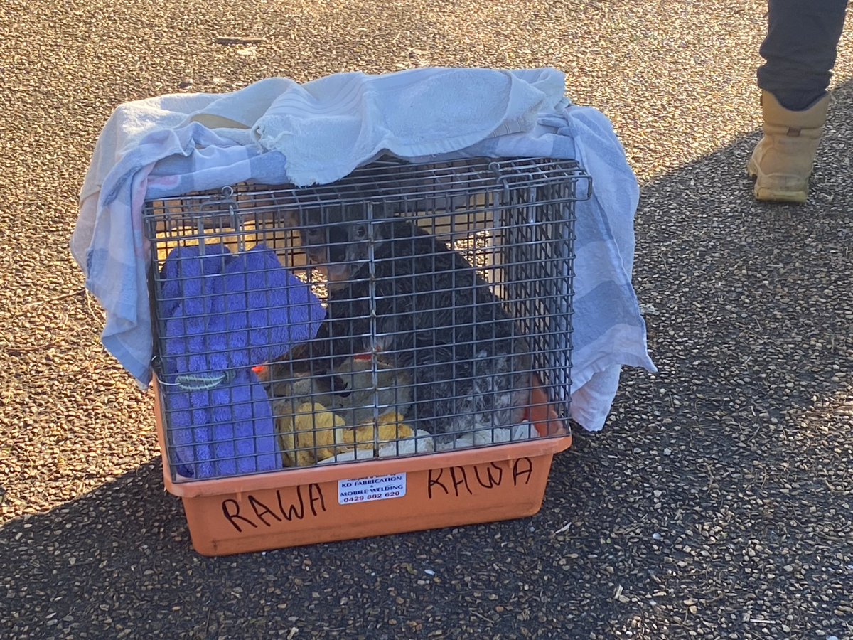 A little surprise when we got up this morning. This young female took a wrong turn moving between habitats. Wildlife Rescue to the, well, rescue