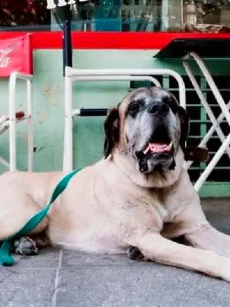 Estoy seguro que el advenimiento de los papis de hijos de 4 patas, los terraplalievers y el Macri oscuro son la razón por la cual Buenos Aires esta minado de SORETES DE PERRO.
No tengo pruebas, tampoco dudas.