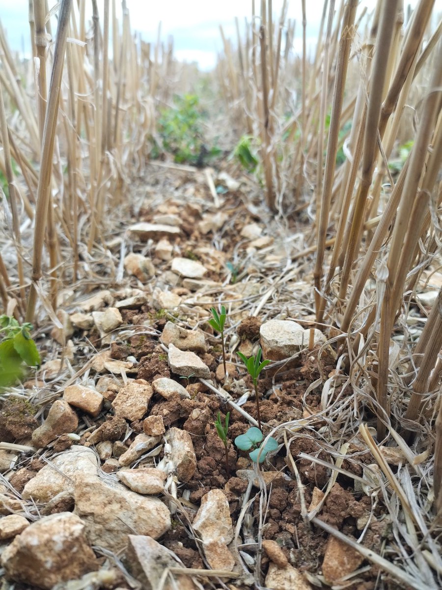 J'ai semé mes colzas 2025 avec 3 techniques différentes  :
- fissuration et semis précoce fin juillet 
- striptill et semis monograine 80cm d'écartement
- semis direct