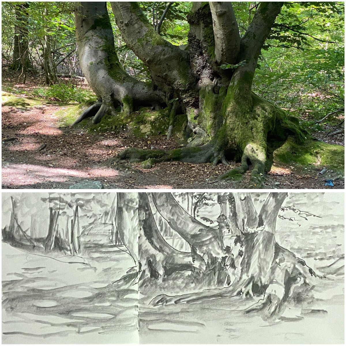 The weather wasn’t really conducive for drawing outside today so I drew some beech trees and dappled sunlight from a photo I took a few days ago. Multiliner and soluble graphite. Day 24 of #drawingaugust #sketchbook