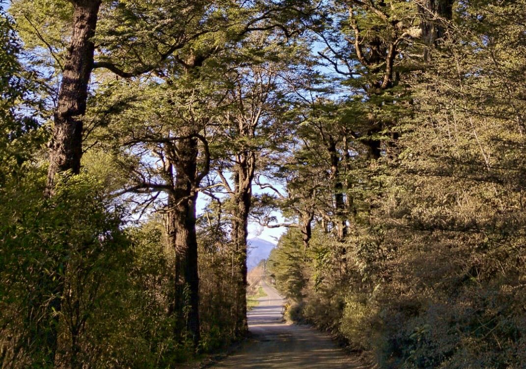 This very last patch of remnant beech forest in the Hutt Valley is due for the chop this week in what protestors are calling a chainsaw massacre. It is at the insistence of an Upper Hutt property developer as the road leads to his development. Council approved.