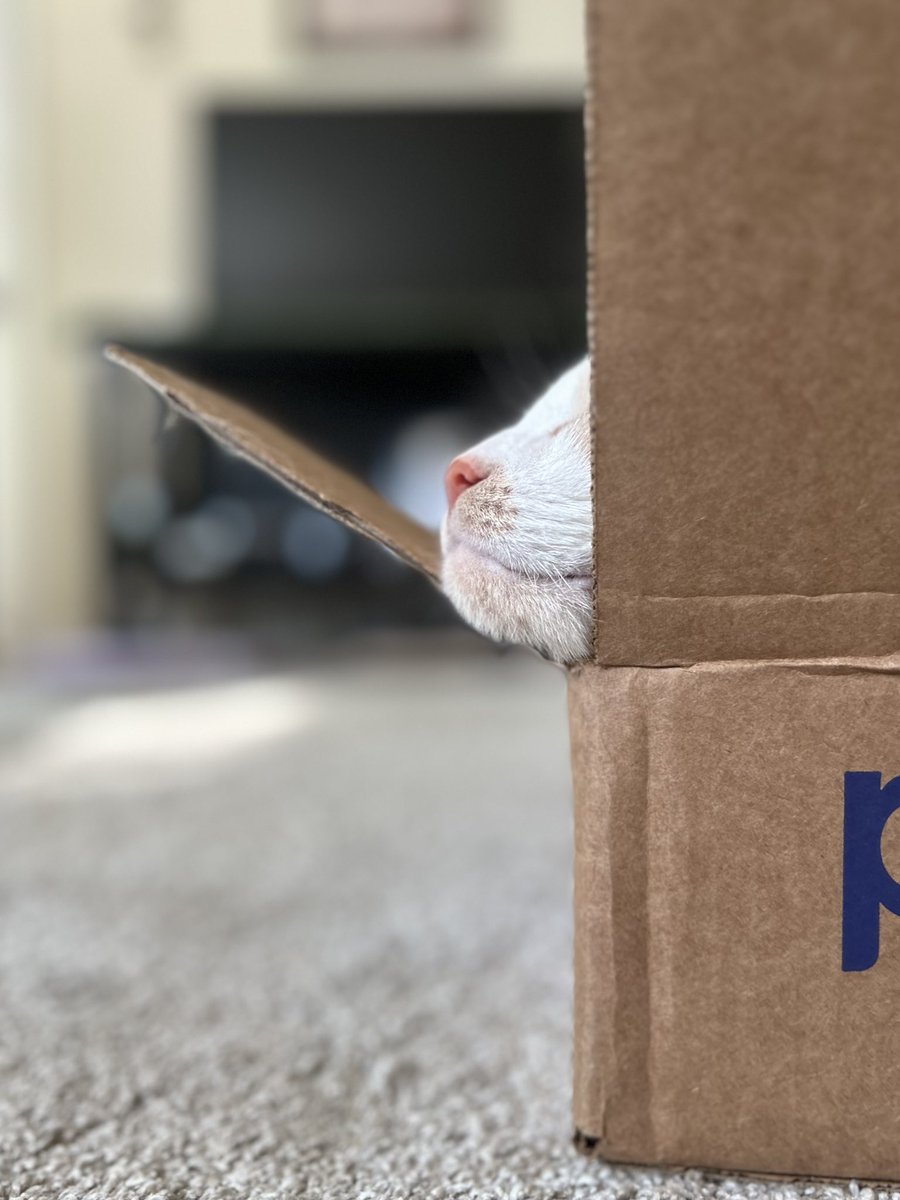 theKLK's tweet photo. @Petco, I think Francis approves. 😃 https://t.co/lytnOt8BYq