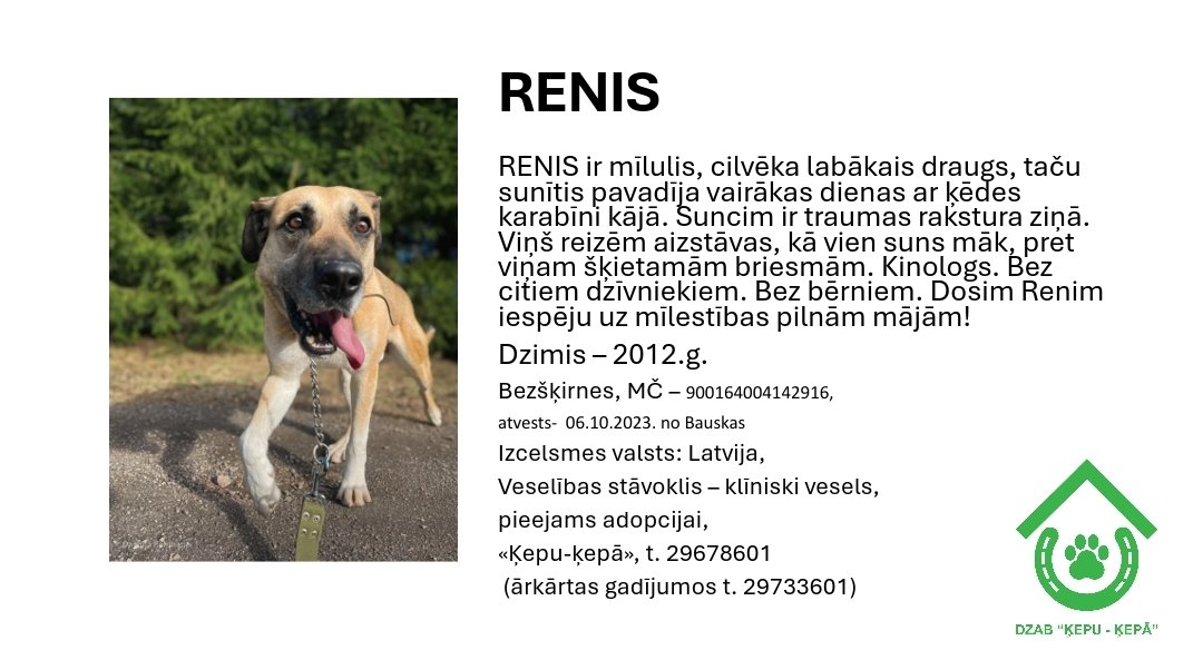 DzabKepa's tweet photo. RENIS meklē mājas 🐶💜
📞 29678601 🐶🏠💜
#Renis #dog #suns #ķepuķepā #Ķepas #Kepa #animalshelter #rescue #saveanimals #animals #patversme #dzīvniekupatversme #LATVIJA #nepērcadoptē #adoptme #atbalstaSofifonds https://t.co/TJqQbZCbrU