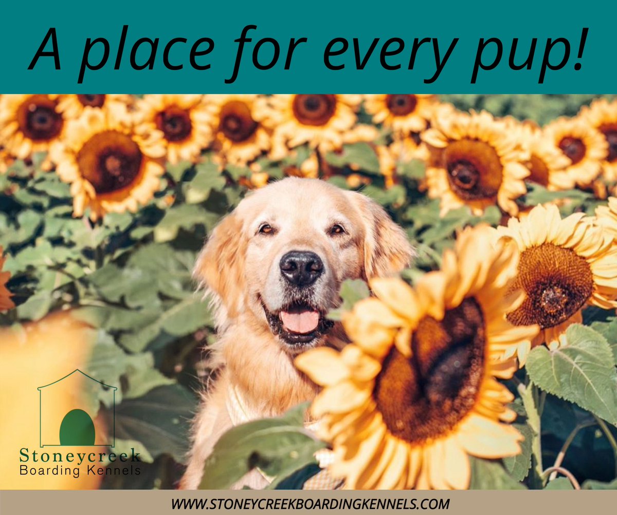KennelStoney's tweet photo. With plenty of space for play, comfortable sleeping areas, and attentive staff to ensure the pups are happy and well looked after, Stoneycreek Boarding Kennel is a place for every pup!  

Visit our website or call 814-590-6682 for more about our kennel and services🐾 https://t.co/BZd3d9dwpF