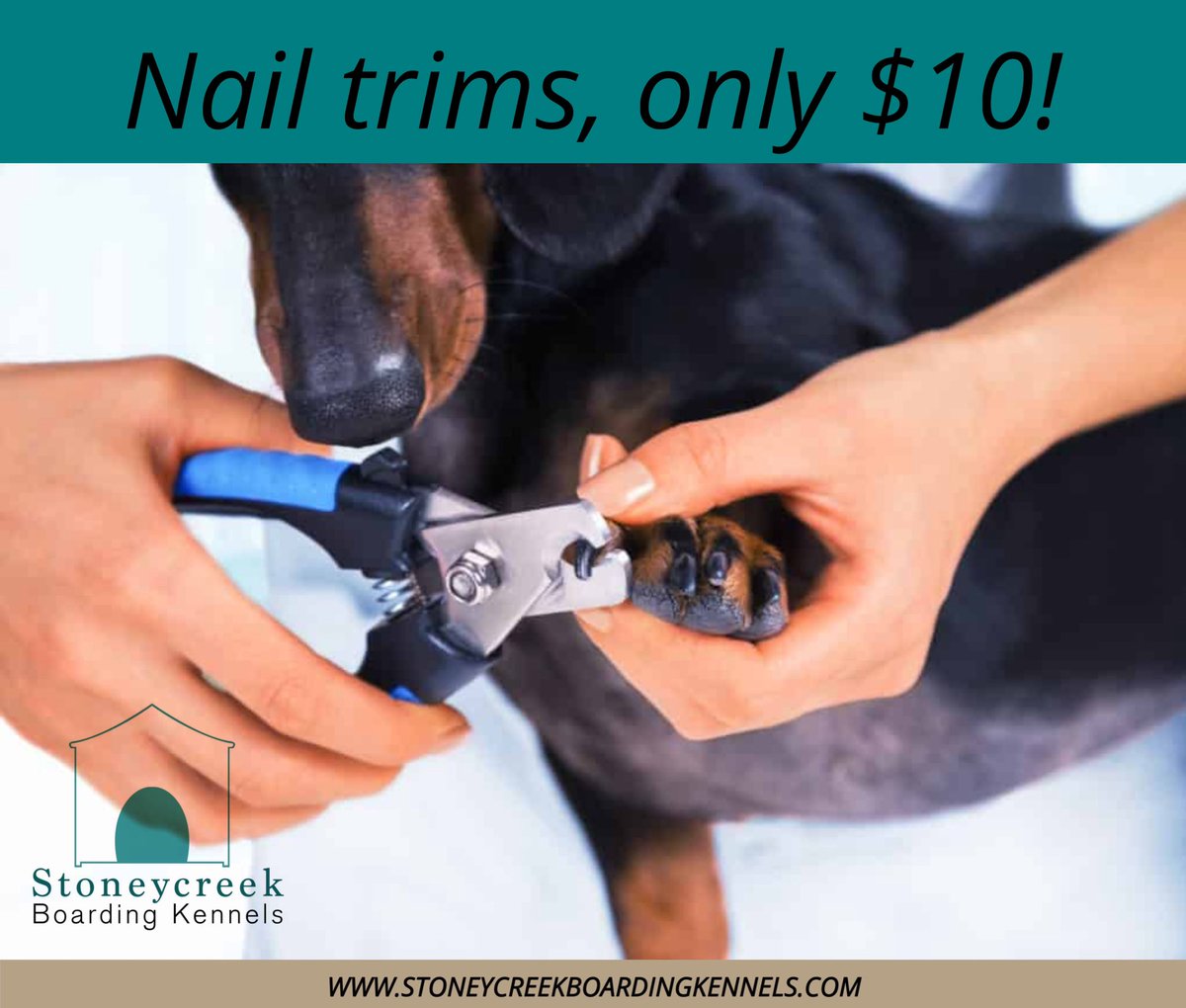 KennelStoney's tweet photo. Taking walk-ins tomorrow (August 25th) for nail trims! Only $10

Book your grooming appointment today by calling Nicole at 814-516-5758 🐾

Openings for September 14th and 15th! https://t.co/F1LmUBpWbd