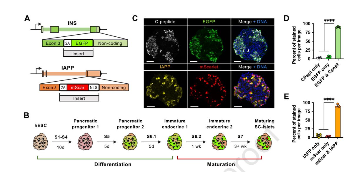 @nictitate and team present a new INS2A-EGFP/+;IAPP2A-mScarlet/+ hESC line providing a useful tool for tracking populations of maturing glucose-responsive hESC-derived β cells in vitro #stemcells #islets #diabetes sciencedirect.com/science/articl…