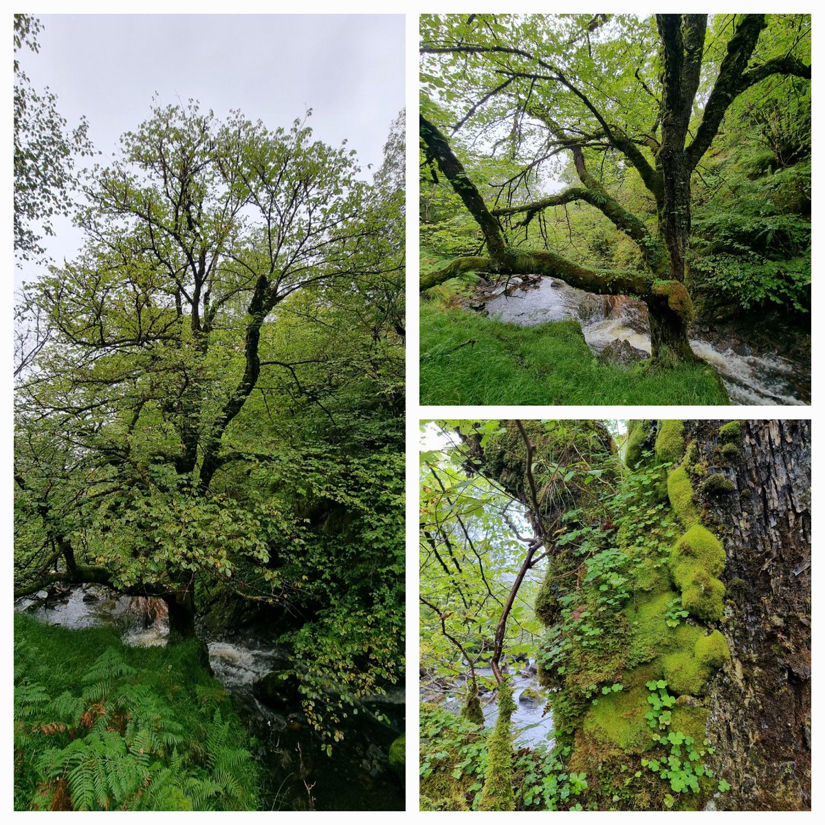 My personal 'tree of the year' - an old wych elm growing in a gorge within the Celtic rainforests of Morvern. It was dripping with dozens of species of moss, liverwort, lichen and filmy ferns. It even had a rowan tree sprouting from it! #tree #treeoftheyear