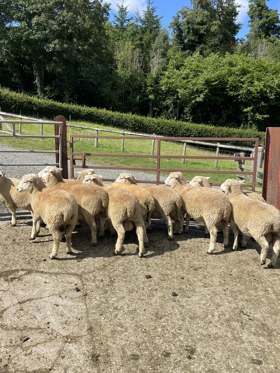 Deg maharen blwydd wedi ei magu yma i fewn am olwg sydyn arnyn nhw. 
Ten homebred rams in for a quick look over them. Soon be their time to shine!