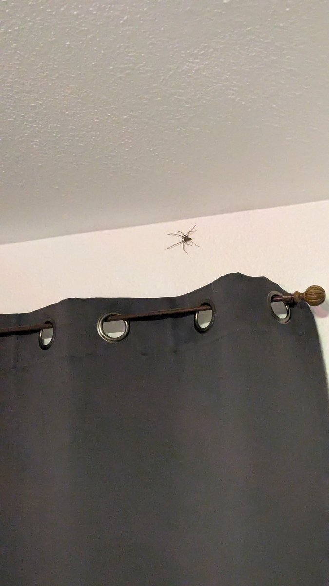 Convinced this spider was a paid actor to help with our immersion for TWW <a href="/Warcraft/">World of Warcraft</a> who sent them