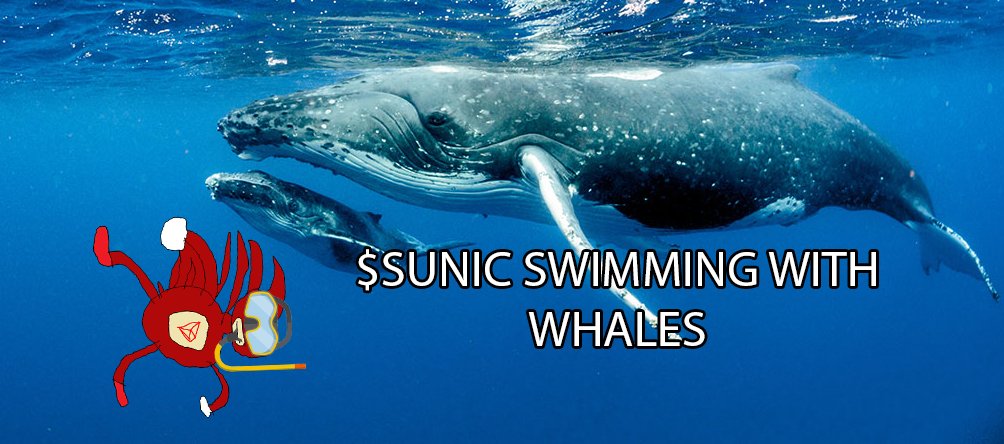 If you're paying attention 

You know $SUNIC will be swimming with the whales soon

Stay tuned 🌊