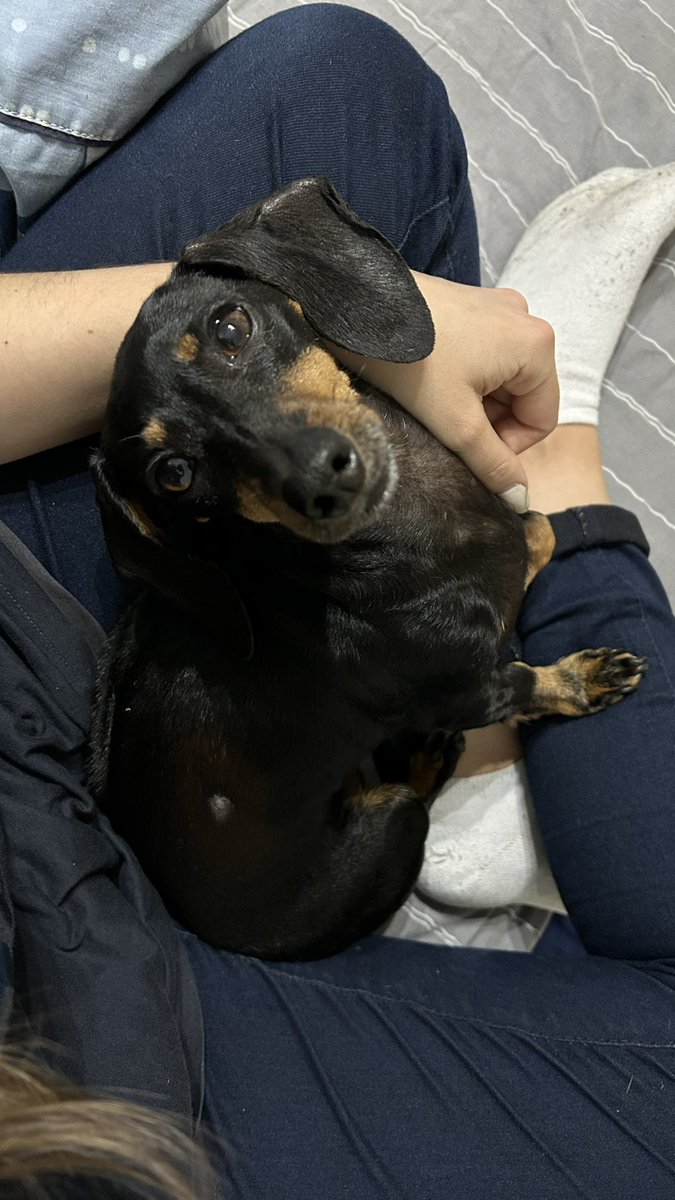 maigaparicio's tweet photo. @twaniimals Mis negras 🫶🏼 https://t.co/lxXfQS4eJn
