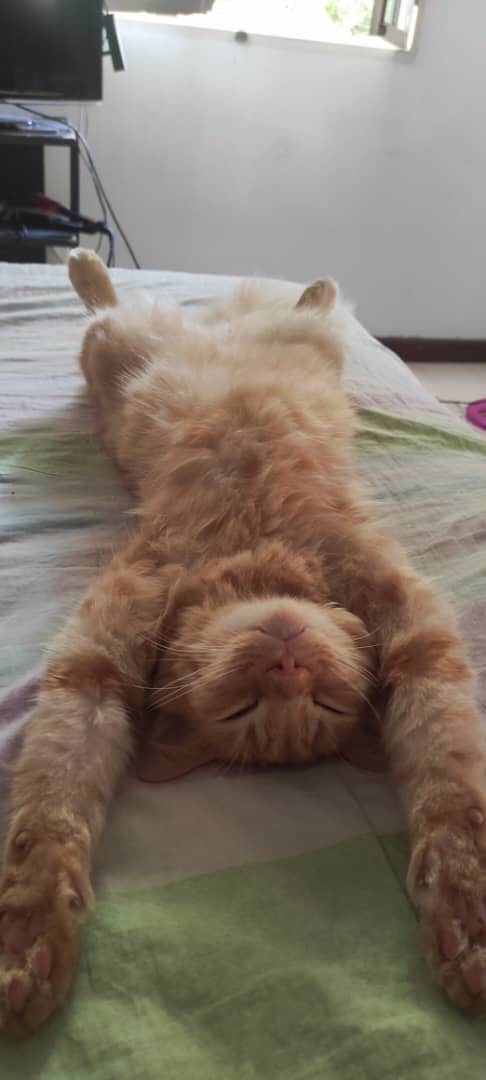 Danilo_1981's tweet photo. @twaniimals https://t.co/gBhyKo9mTC