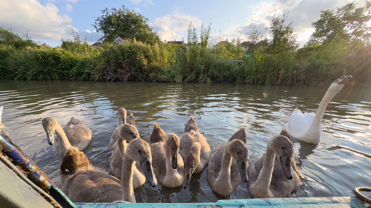 stevebates's tweet photo. Sometimes working in the #engineroom means you get unexpected visitors, today it was the 2 adult #swans and their 8 #cynets on the #CoventryCanal. #BoatsThatTweet #KeepCanalsAlive #LifesBetterByWater #FundBritainsWaterways #NaturePhotography #NatureLovers https://t.co/Jj26UAfIR1 https://t.co/ZXf0Aoak0M