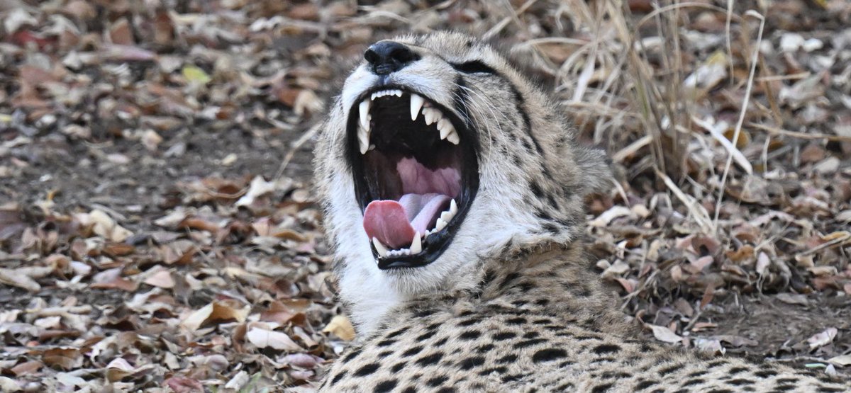 AdrianHowes's tweet image. What a trip, home now and really sad to leave this amazing country #southafrica