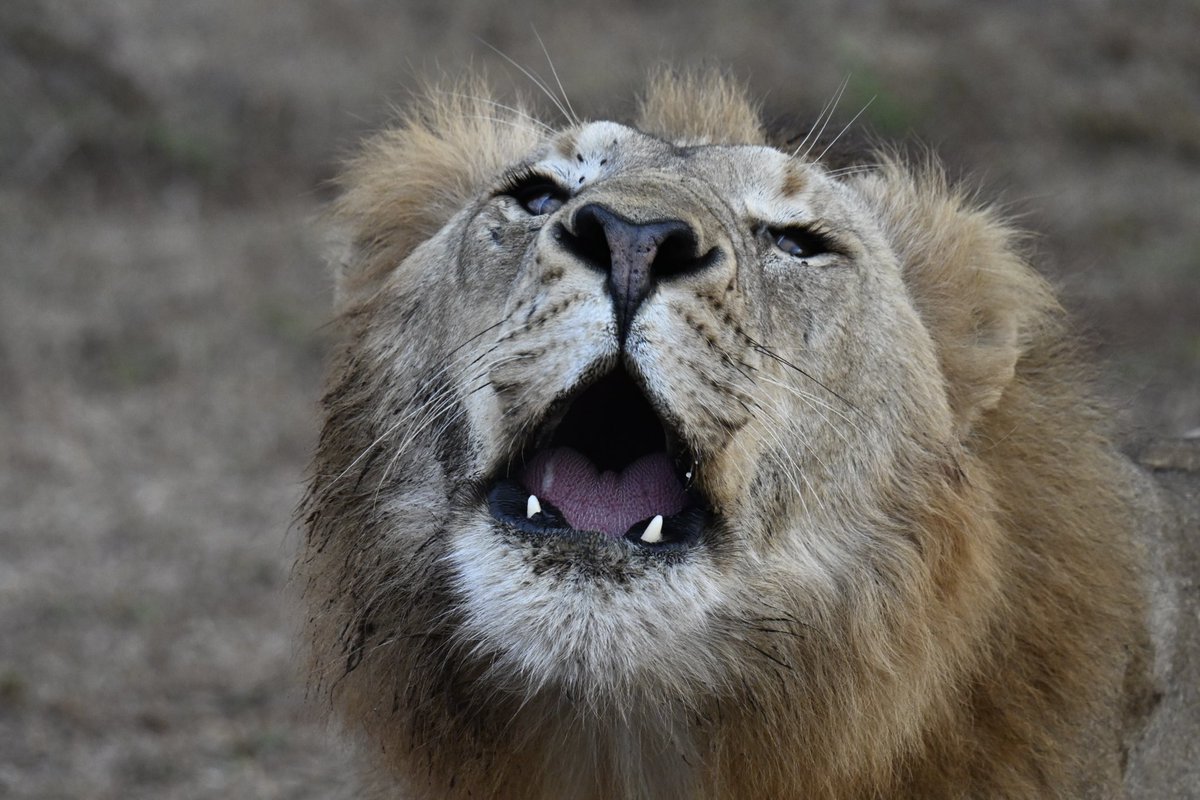 AdrianHowes's tweet image. What a trip, home now and really sad to leave this amazing country #southafrica