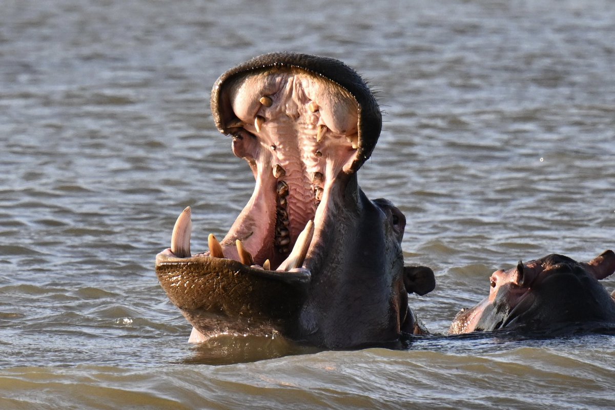 What a trip, home now and really sad to leave this amazing country #southafrica