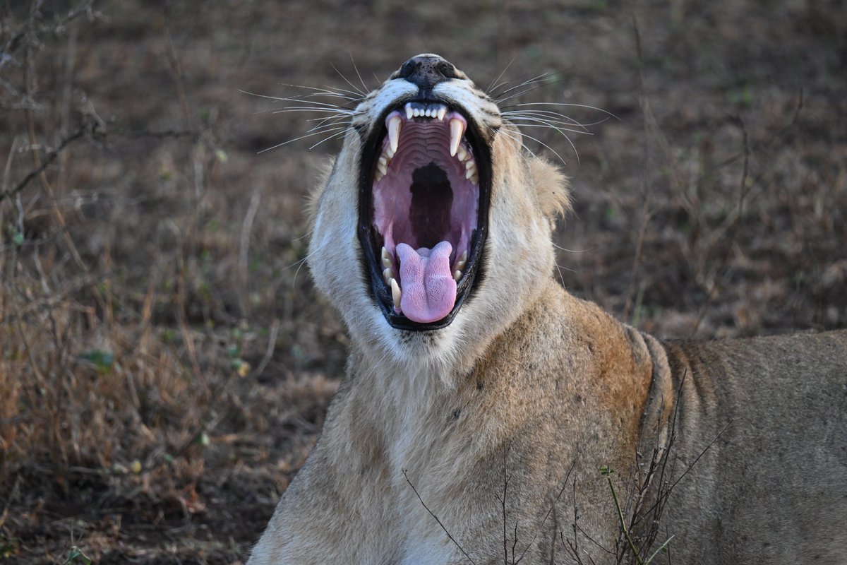 AdrianHowes's tweet image. What a trip, home now and really sad to leave this amazing country #southafrica