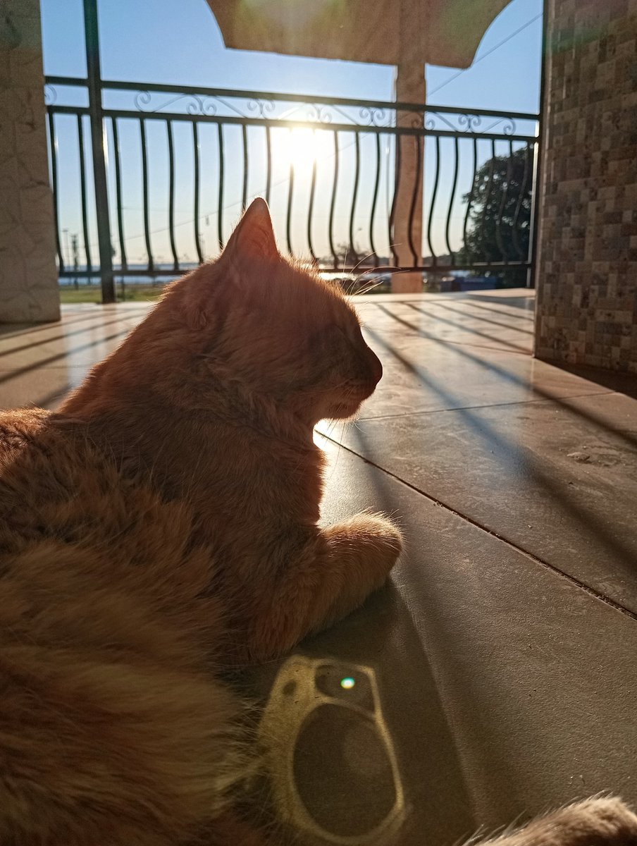 Un rey disfrutando de una tarde soleada😍 
por cierto 
#WELOVEYOUYOONGI💜💜