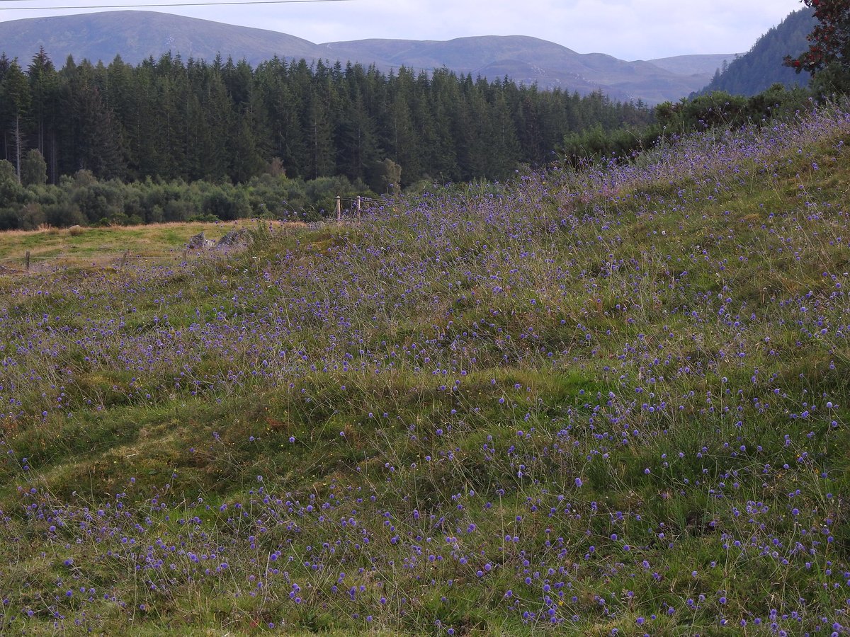 Gus Routledge (@pinkfootedgus) on Twitter photo Having seen both <a href="/donnarainey4/">Donna Rainey</a> & <a href="/BSBIscience/">Kevin Walker</a>'s devil's-bit scabious (Succisa pratensis) meadow pics, here's my contribution, from the horse-grazed fields out the back of the house. Staggering display! Having seen both <a href="/donnarainey4/">Donna Rainey</a> & <a href="/BSBIscience/">Kevin Walker</a>'s devil's-bit scabious (Succisa pratensis) meadow pics, here's my contribution, from the horse-grazed fields out the back of the house. Staggering display!