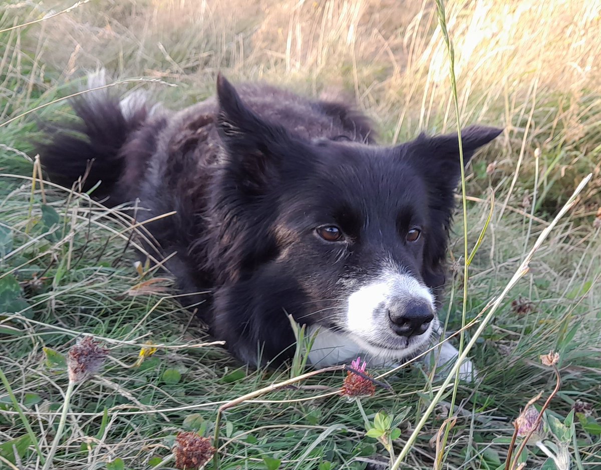 CollieDora's tweet photo. Waiting patiently in the grass like only a #bordercollie can. https://t.co/sYtYKP0qqq