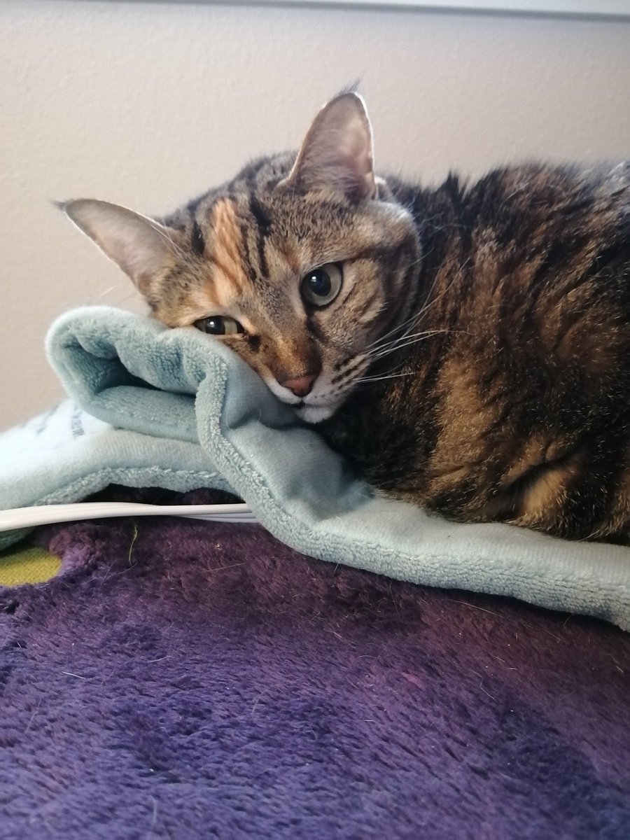 u_n_l_0_c_k_e_d's tweet image. I gave her an edible and she went non verbal on the heating pad