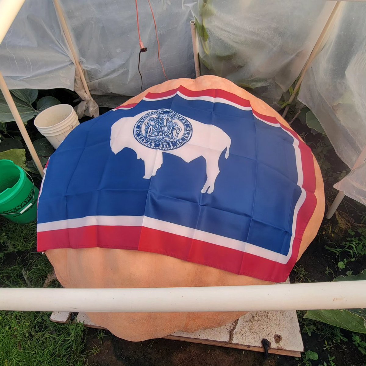 pumpkinfanatic's tweet photo. Go #wyomingcowboys! The 2365 Wolf seed is doing great! https://t.co/aGQ992clN0