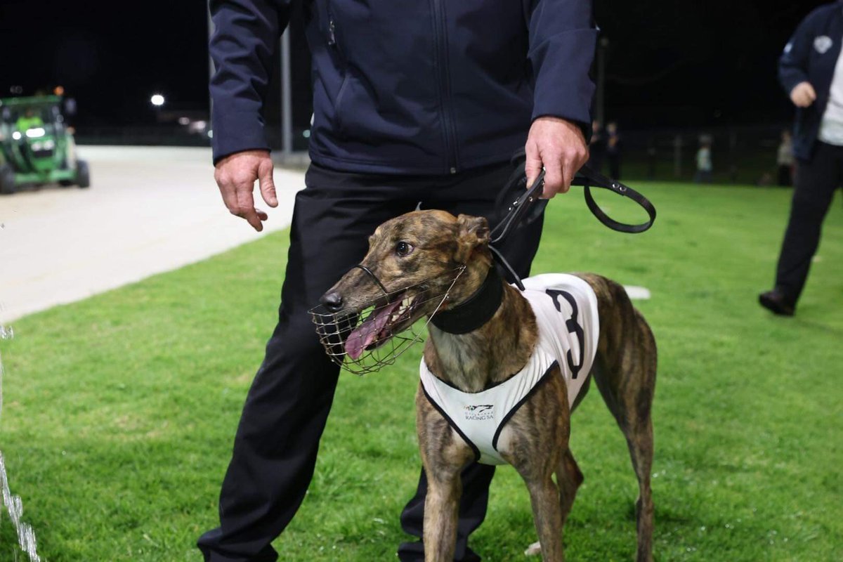 GRSANews's tweet photo. WA young gun Miss Envy has added a Group 1 National Sprint Championship  to her resume, winning the prestigious feature in just her 12th career start. 
Congratulations to trainer Krystal Shinners and all connections!
📸 Ash Penhall Greyhound Photography https://t.co/AVcyV4JJeb