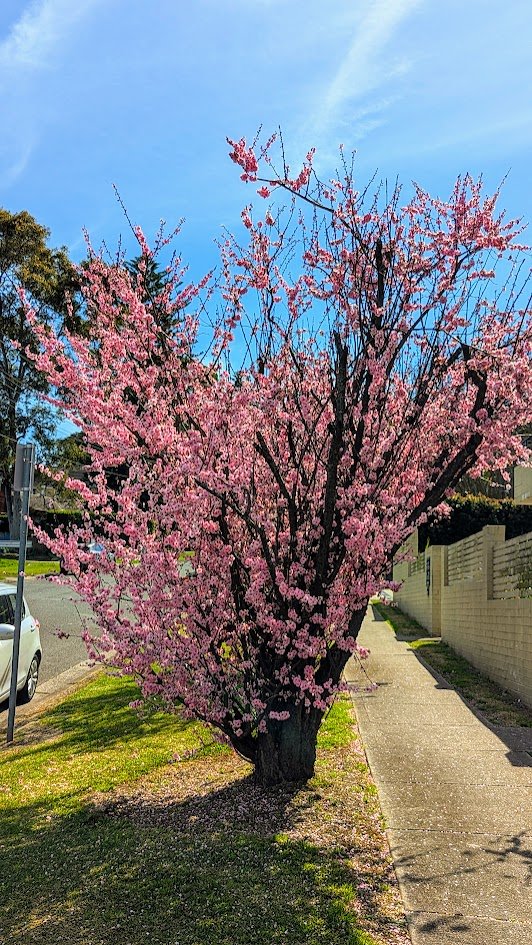 bombaatbanavar's tweet image. Onset of spring, eh?  #sydneyspring #cherryblossom