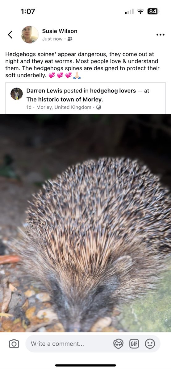 On hedgehogs….