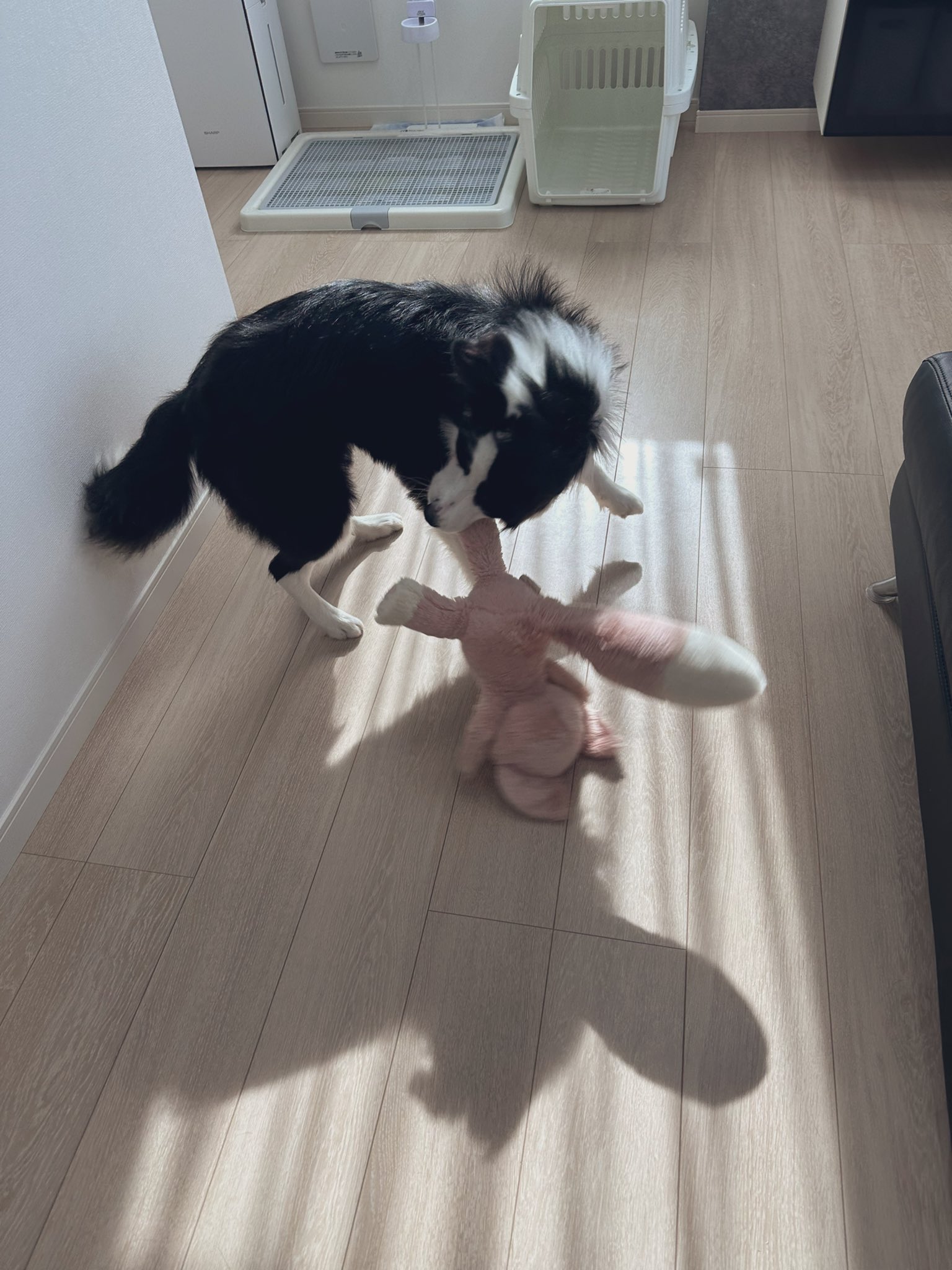 ベイリー🐶ボーダーコリー (@bailey0624_t_) / X