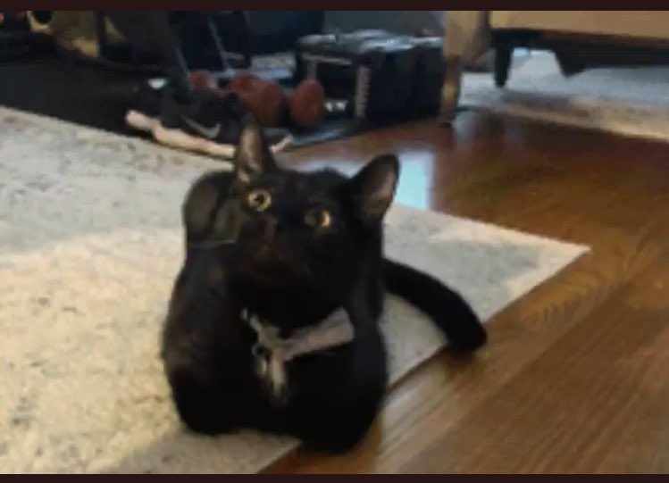 a_cat_glasses's tweet photo. @reallylittlecat https://t.co/cWetXcPmad